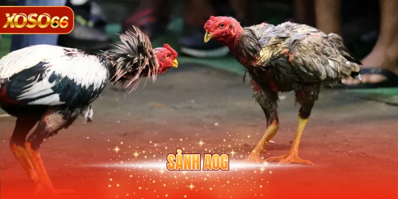 Sảnh AOG - Sảnh Cược Trực Tuyến Đa Dạng Tại XOSO66 1 Sảnh AOG